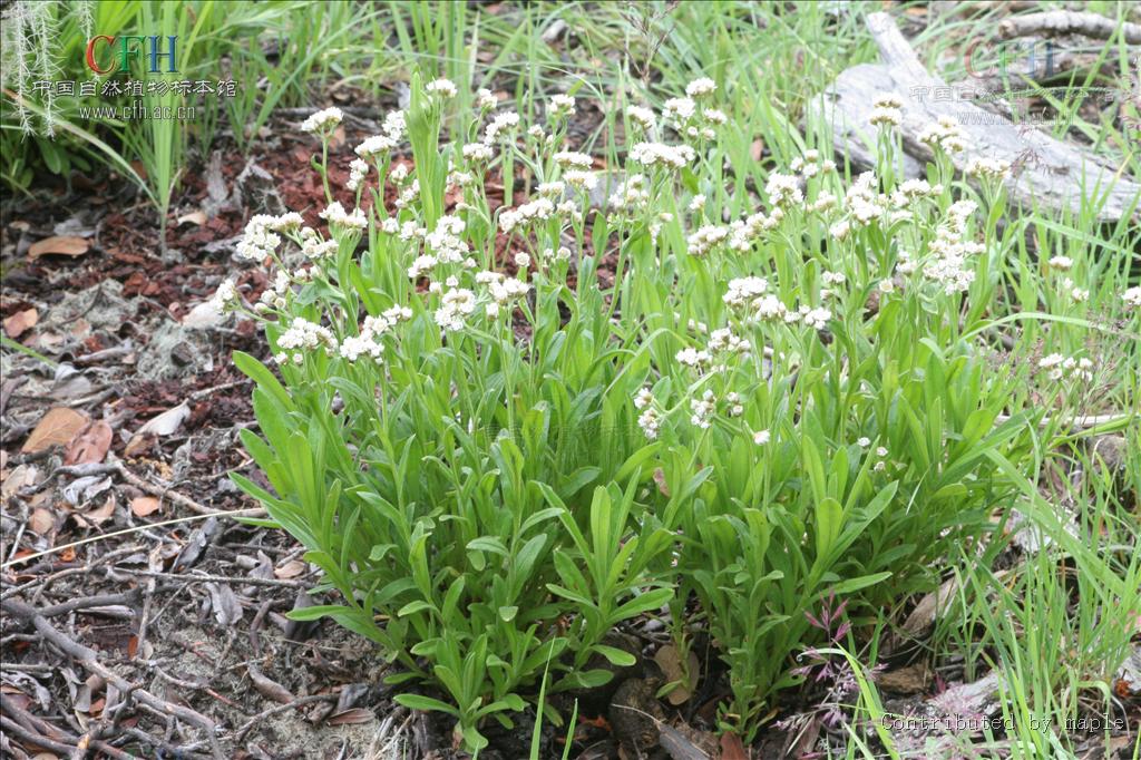 ling)为香青属植物.