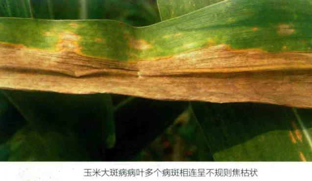 玉米大斑病