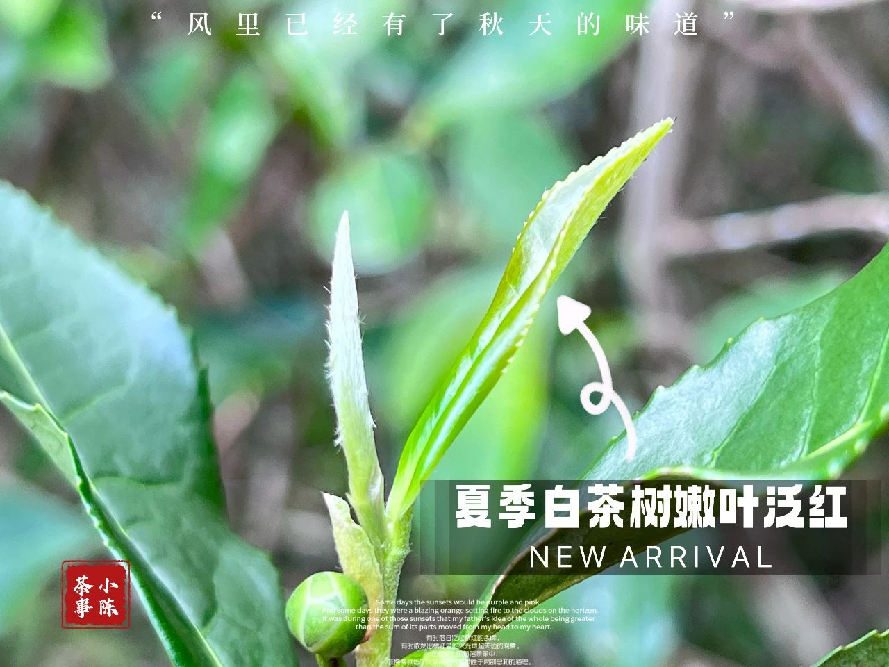 为什么夏天不采白茶，也不推荐夏茶做的白茶？背后有什么难言之隐_百科TA说