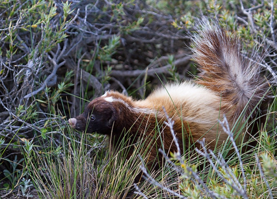  p>巴塔哥尼亚獾臭鼬(学名: i>conepatus humboldtii /i>):是臭鼬科