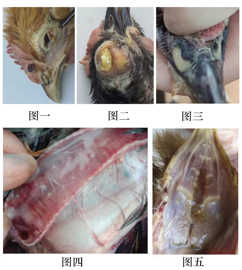 鸡毒支原体病