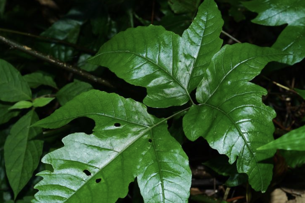  p>三叉蕨(拉丁学名: i>tectaria subtriphylla  /i>(hook. et arn.