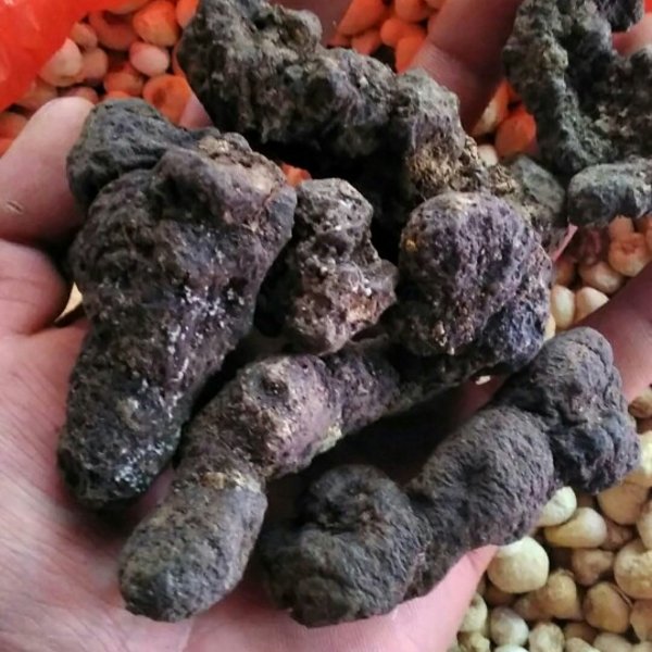  p>猪苓多孔菌(学名: i>polyporus umbellatus /i> (pers.) fr.