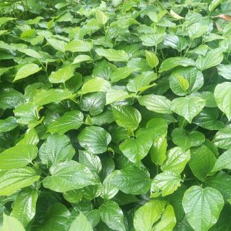 蒌叶（胡椒科胡椒属植物）_百度百科
