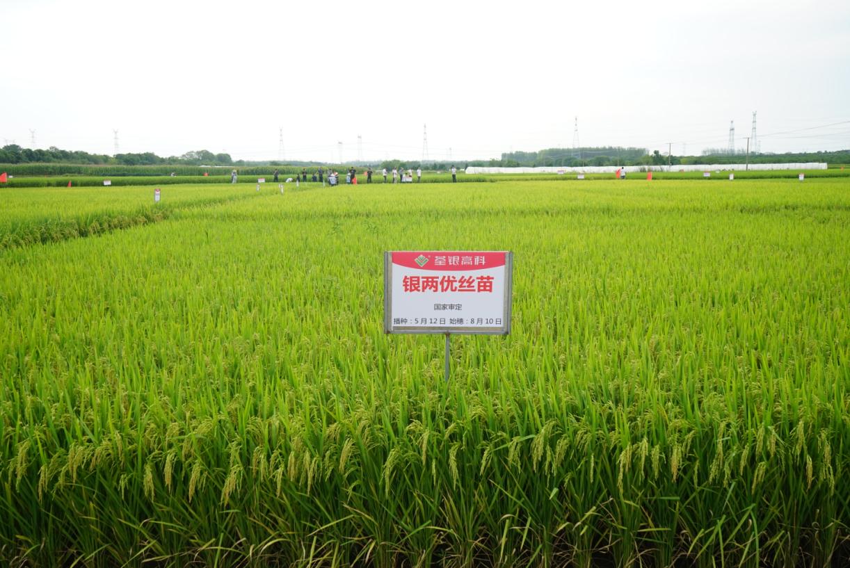  p data-id="gnwwiqel4r">荃两优丝苗是由安徽荃银高科种业股份有限