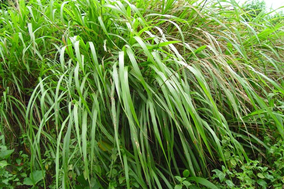 香茅