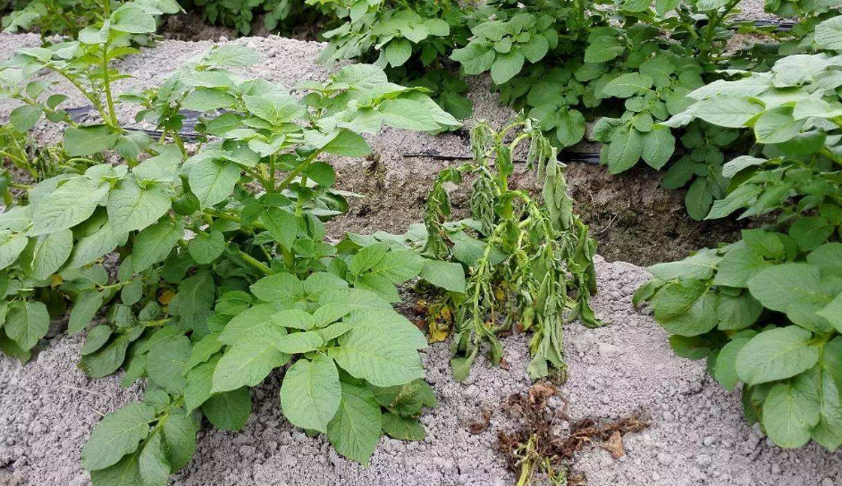  p>马铃薯青枯病是由青枯假单胞菌引起的,发生在 a target="_blank"