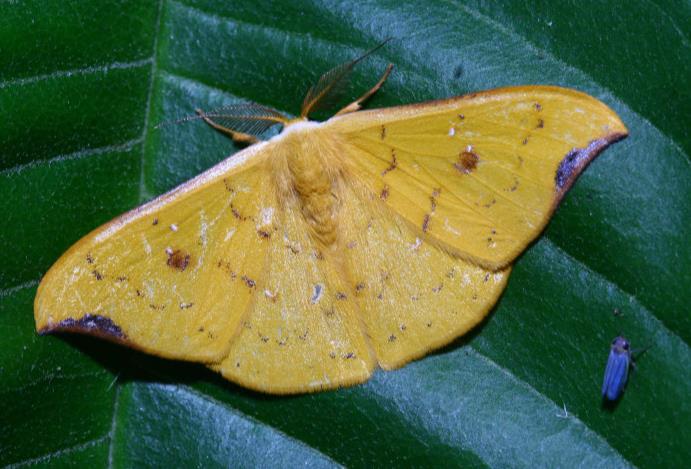 (swinhoe,1905),是 a target="_blank" href="/item/钩蛾科/10081547"