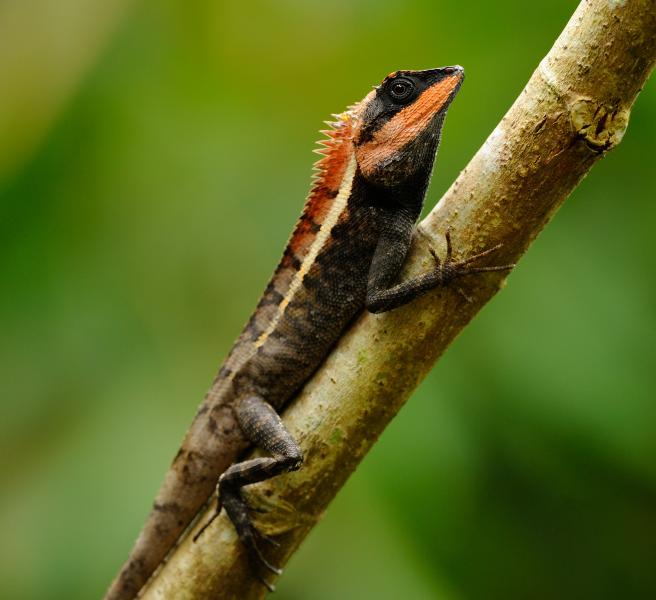  p>棕背树蜥(学名: i>calotes emma /i>)是鬣蜥科树蜥属的爬行动物.