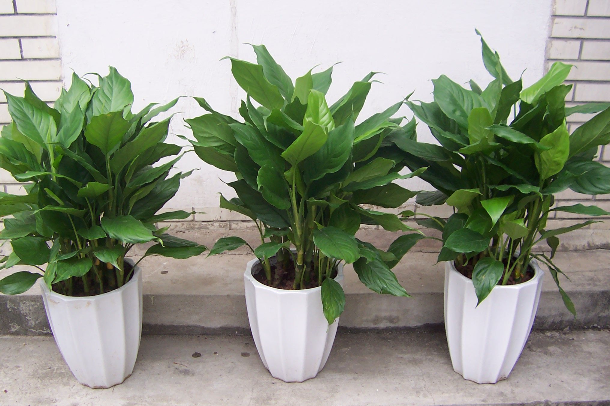 roth)是天门冬科万年青属多年生草本植物.