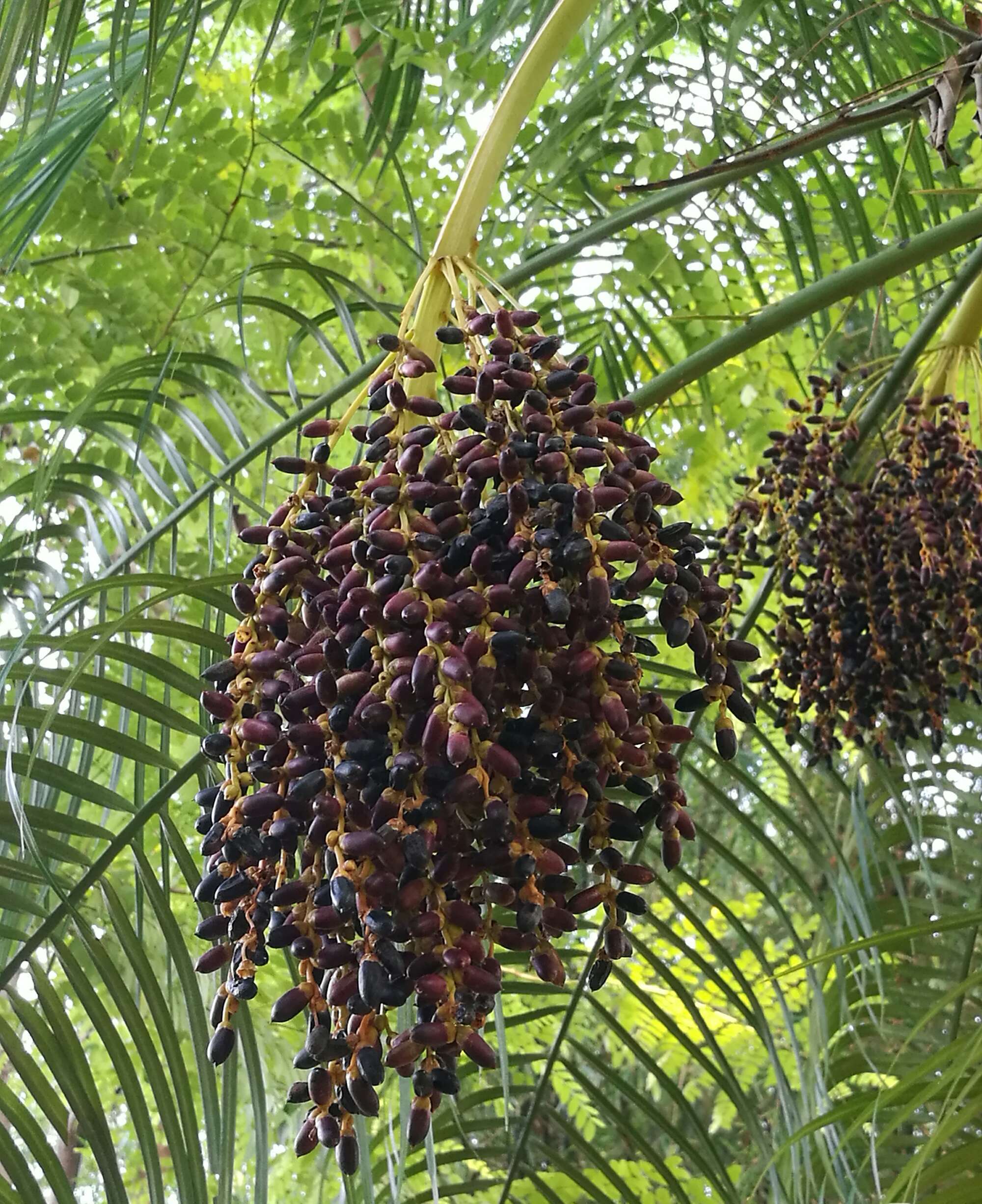>江边刺葵( i>phoenix roebelenii /i> obrien)是棕榈科刺葵属的植物