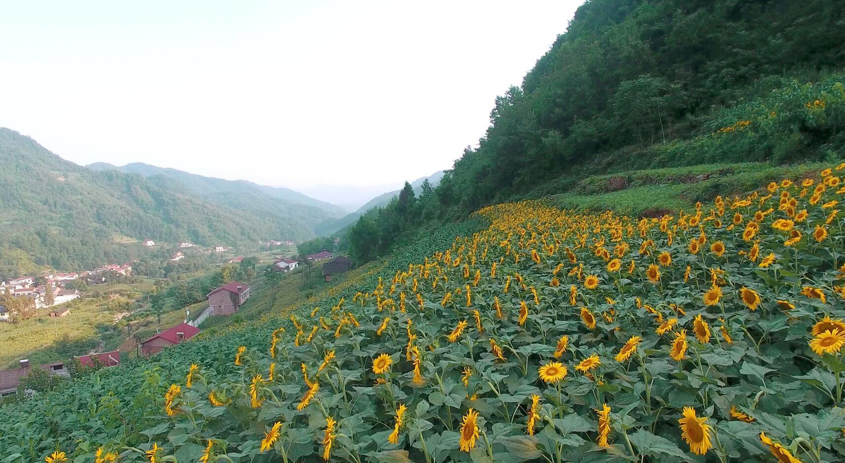  p>汉阳镇,隶属于 a href="#">陕西省 /a> a href="#">安康市 /a> a