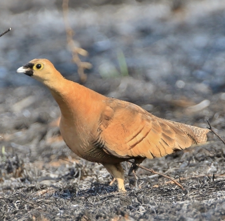 脊椎动物亚门 鸟纲 今鸟亚纲 今颚总目 沙鸡目 沙鸡科 沙鸡属