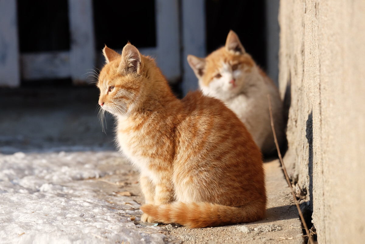 流浪猫（无主、长期在野外生存的猫）_百度百科
