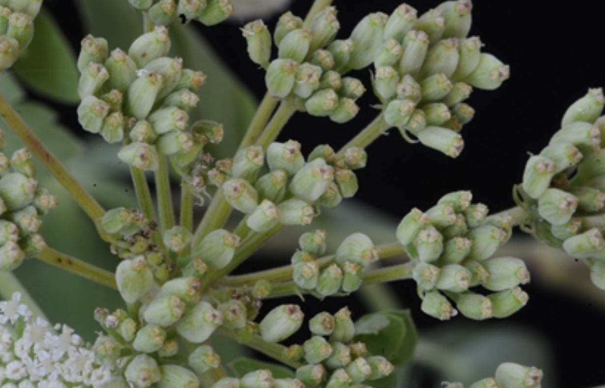  p data-id="tzana4yz7jhg">防葵是双子叶植物药菊科植物防葵的根