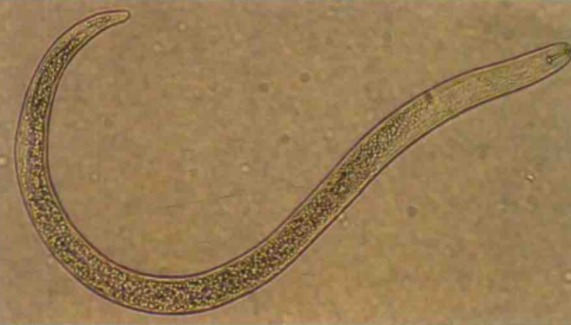 马铃薯病变线虫病