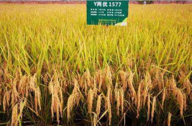 y两优1577