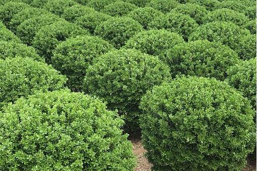 灌木种类(园林绿化常用灌木)