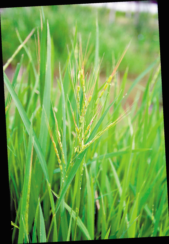  p>东乡野生稻,常规水稻. /p>