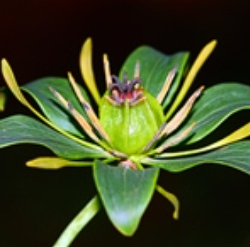 七叶一枝花（藜芦科重楼属植物）_百度百科