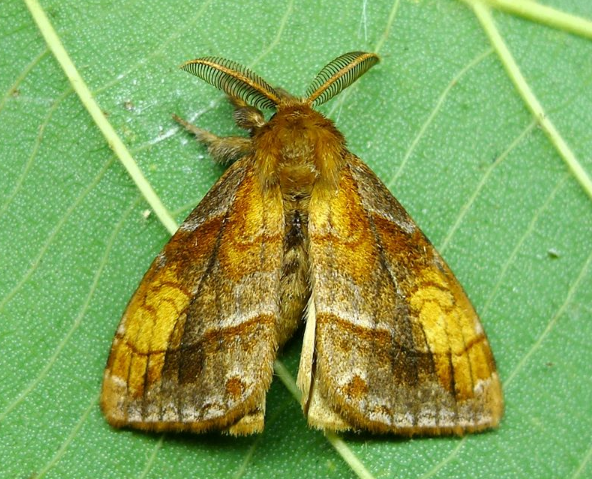  /i>)是属于 a target="_blank" href="/item/古毒蛾亚科/55493563"