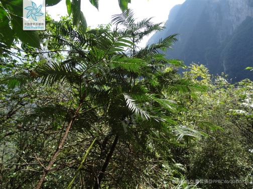 三尖杉（红豆杉科三尖杉属植物）_百度百科