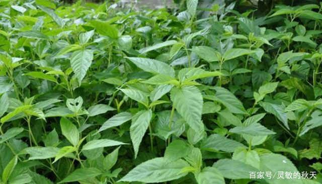 今年贵的蔬菜：麻叶，他表示夏天的潮汕_百科TA说