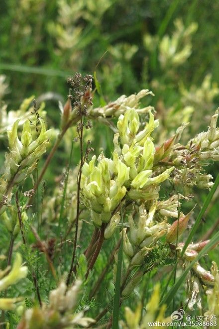  p>黄花棘豆(学名: i>oxytropis ochrocephala /i> bunge&nbsp;)