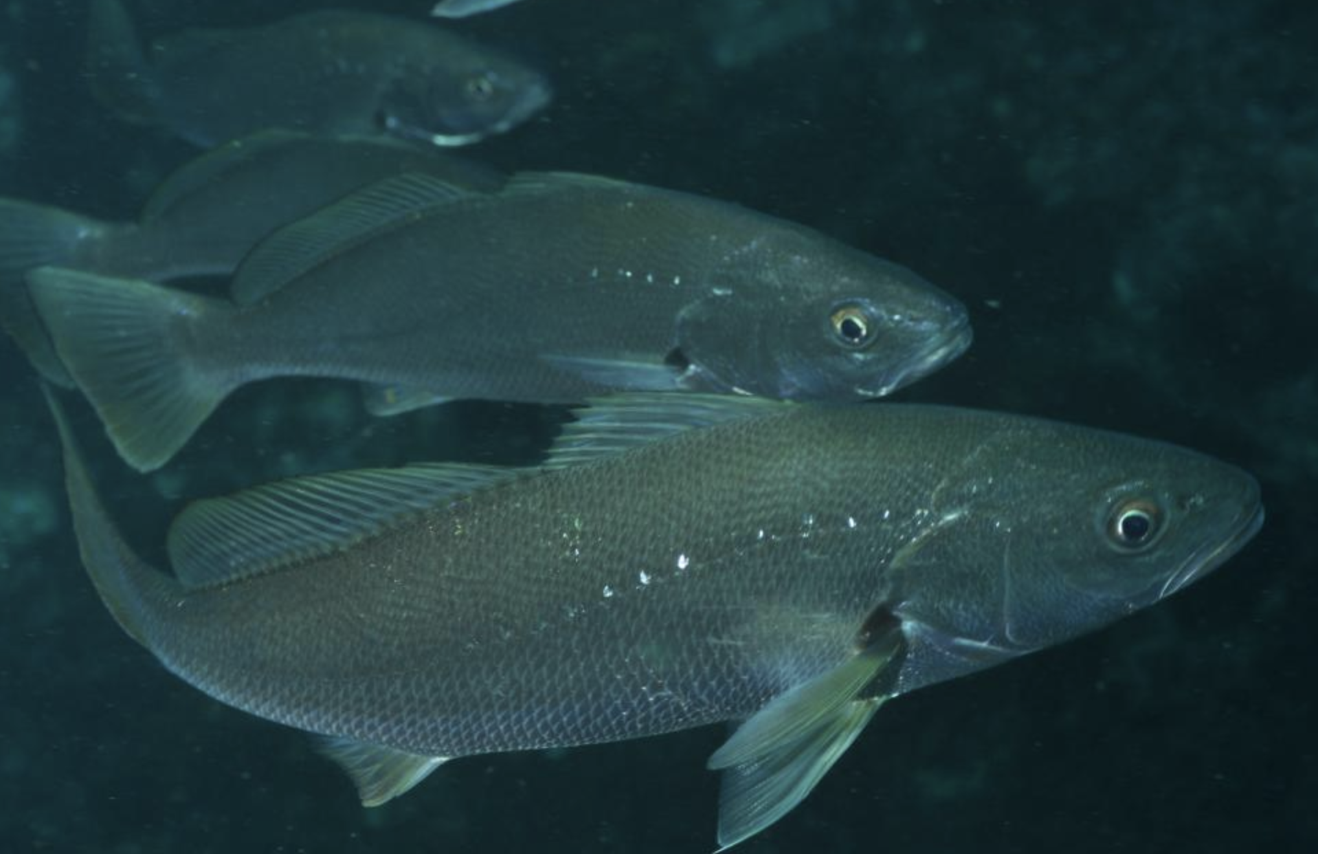 日本黄姑鱼属石首鱼科大型种类,个体最大记录为体长1.