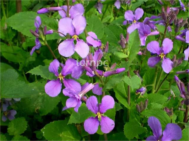 二月兰 诸葛菜 百科ta说