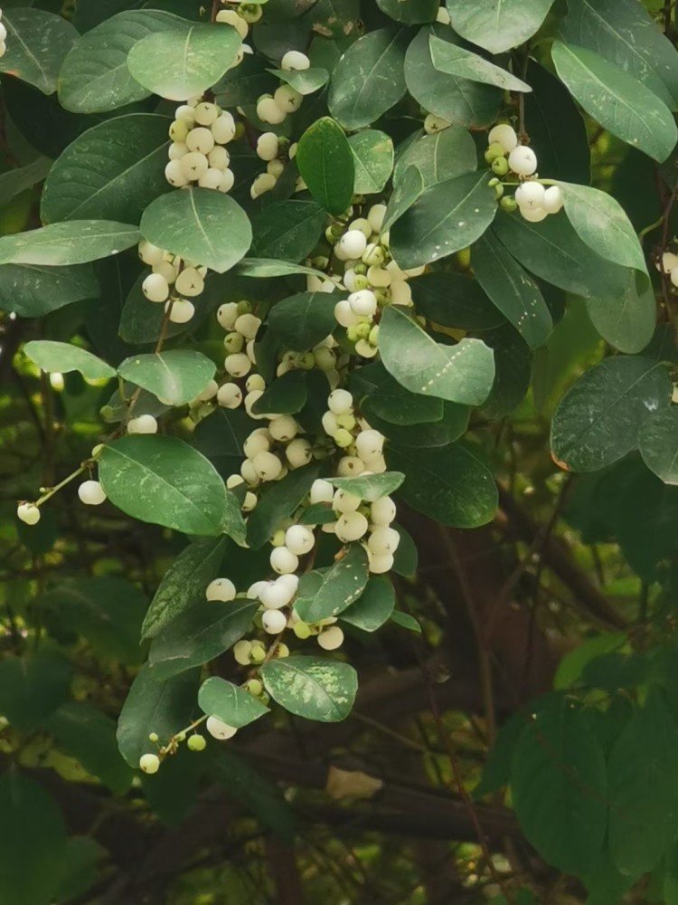 白饭树