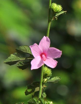  p>梵天花(学名: i>urena procumbens /i> l.)是锦葵科,梵天花属植物.