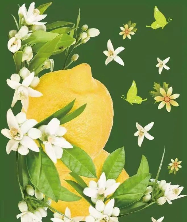 柠檬花 最甜的花 最酸的果 最文艺的夏天 花名册no 000 百科ta说