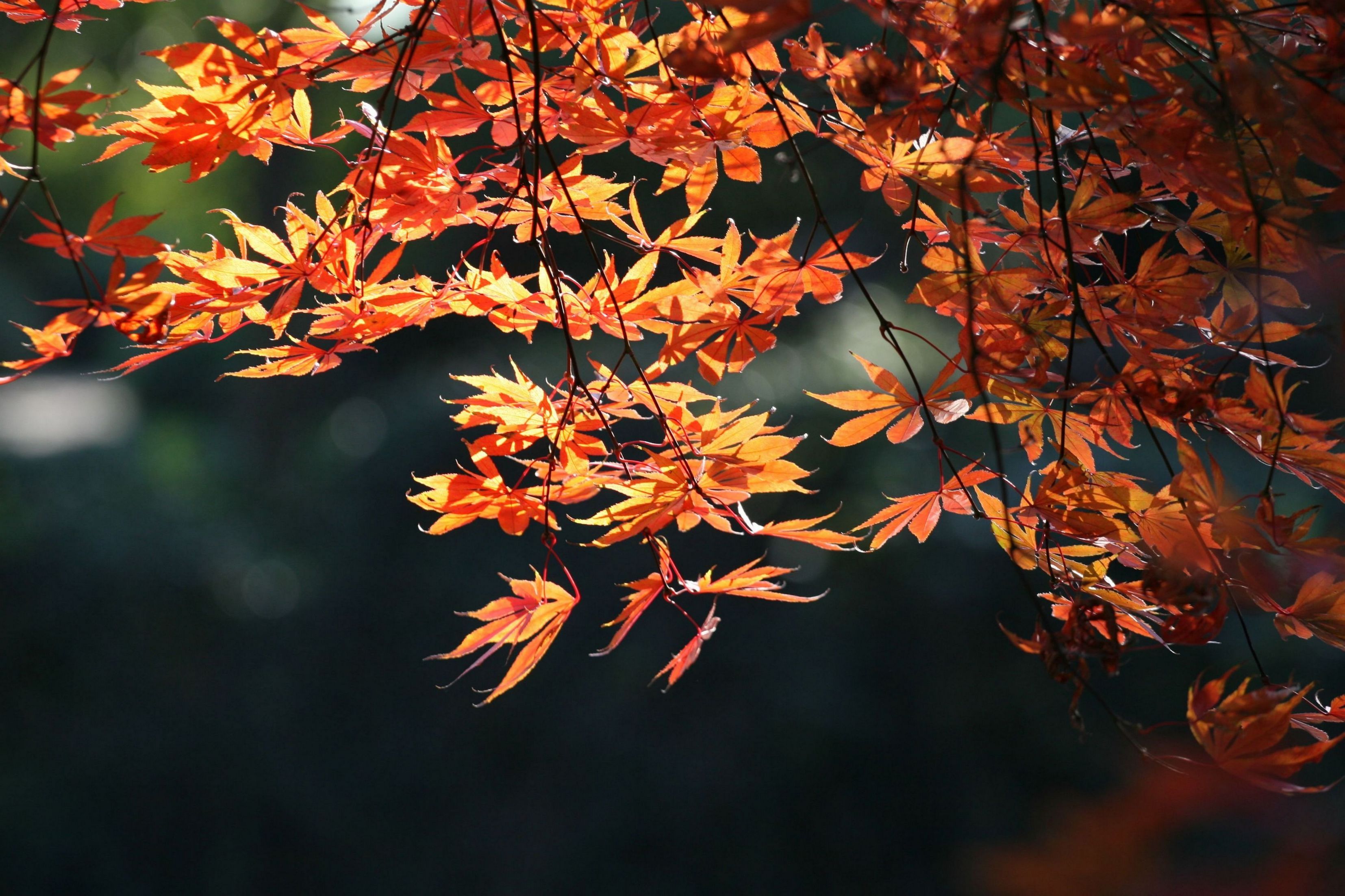 秋枫