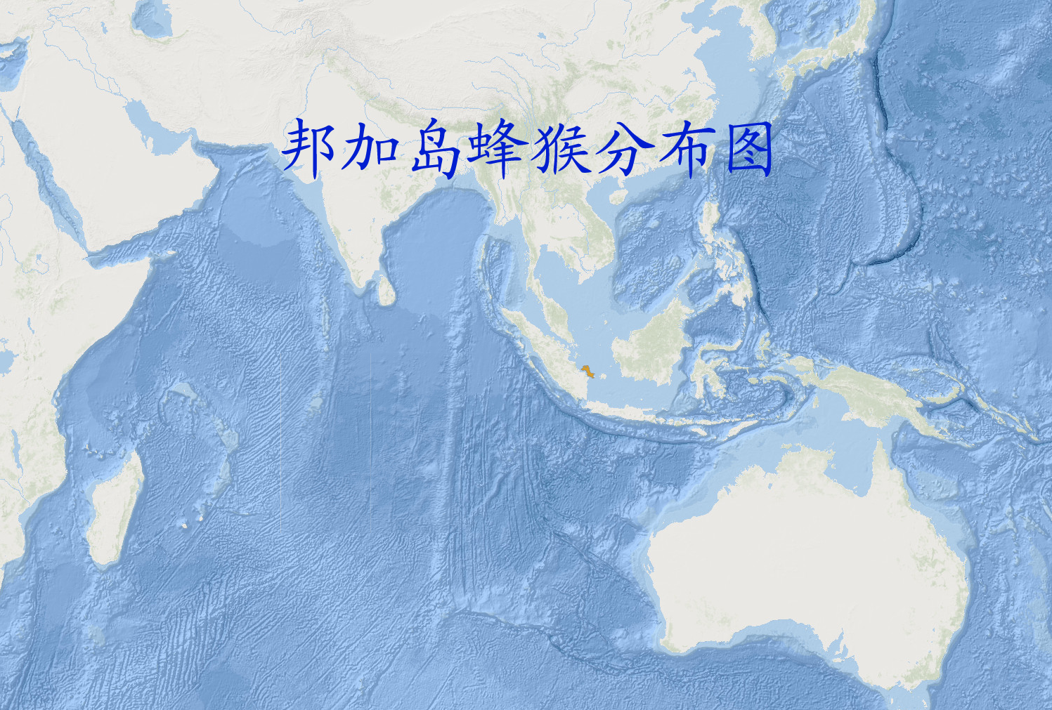  p>邦加岛蜂猴(学名: i>nycticebus bancanus /i>):是灵长目,懒猴科