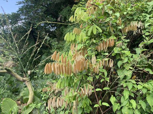  p data-id="go05x86fqz">厚果崖豆藤(学名: i>millettia pachycarpa 