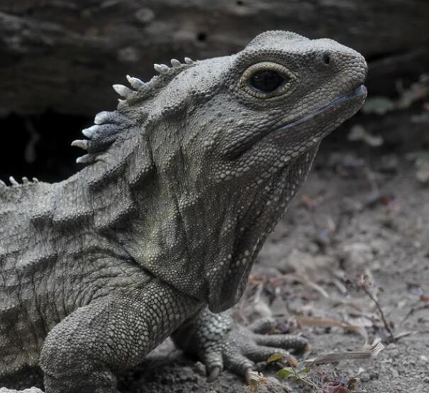 蜥样子像蜥蜴,全世界只有两种,也是现存的喙头目爬行动物中唯一的种类