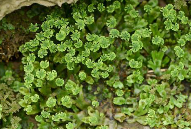 苔藓植物“地钱”居然可以吃？那它还有其他别的价值吗？_百科TA说