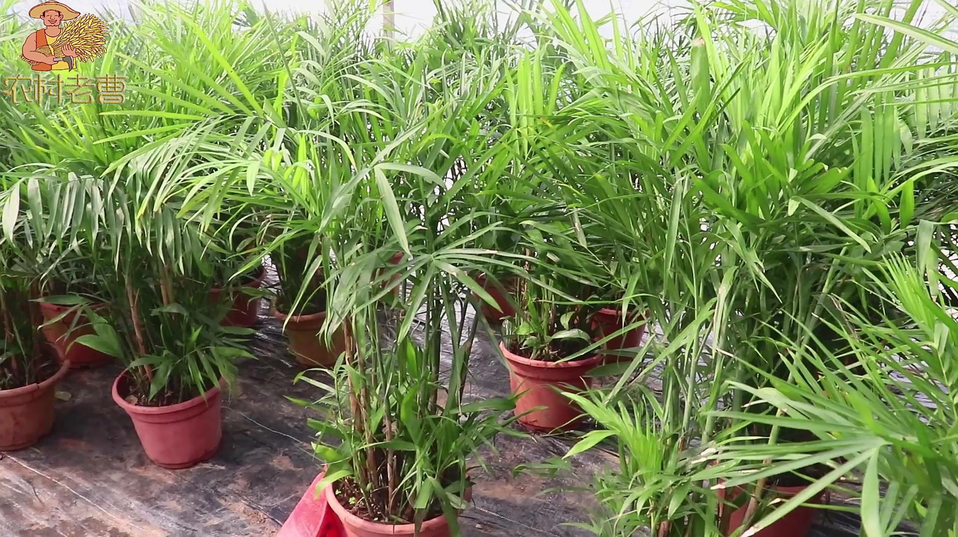 有用的东西到哪都受欢迎，棕竹就是典型的室内观叶植物，你见过吗_科星球_百度百科