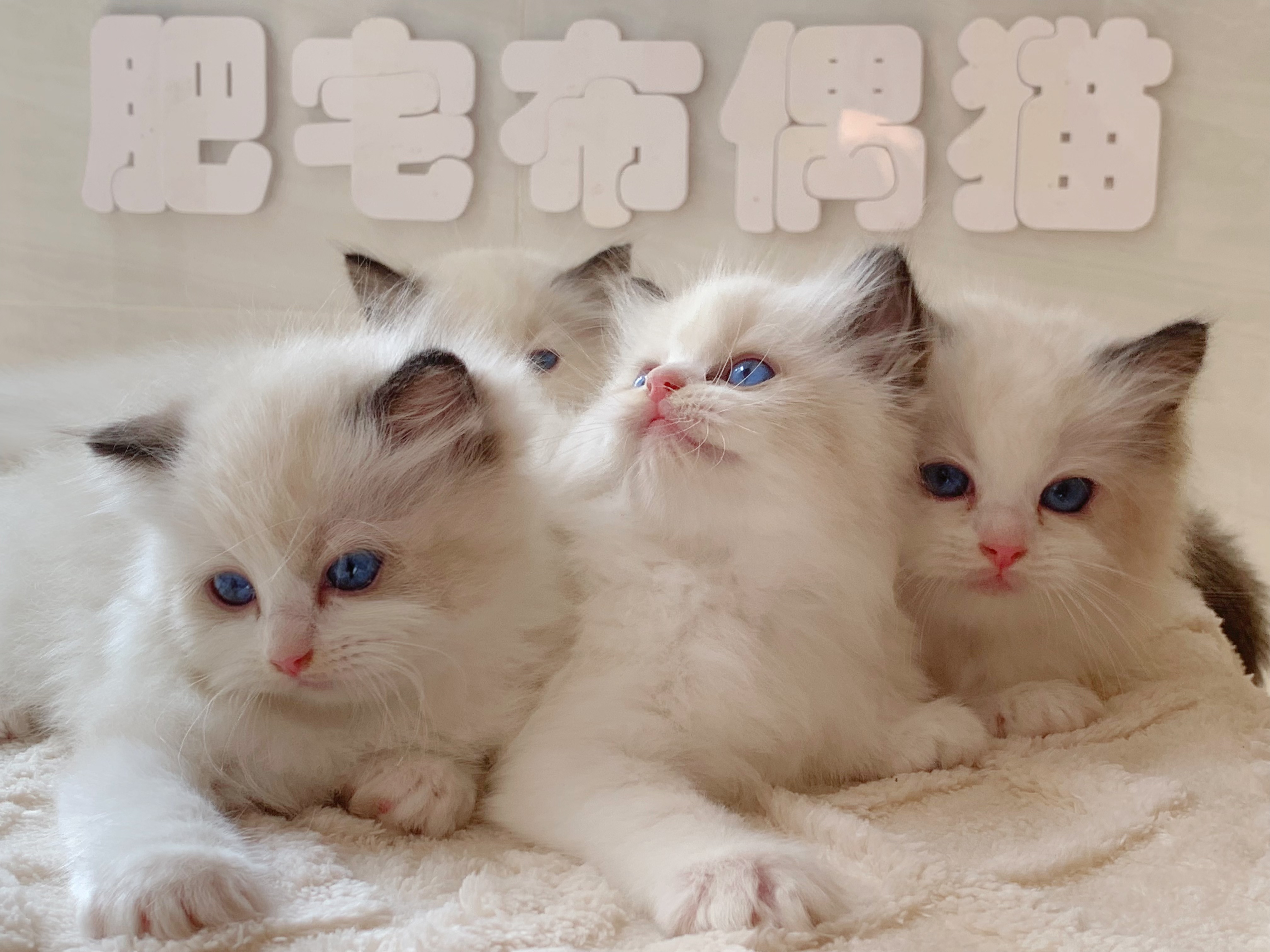 团风县肥宅布偶猫宠物店