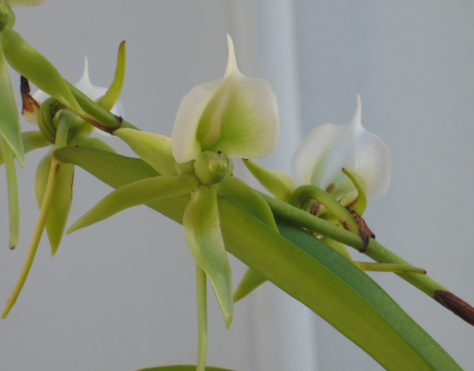  p>象牙慧星兰(学名: i>angraecum /i>&nbsp; i>eburneum /i>&amp