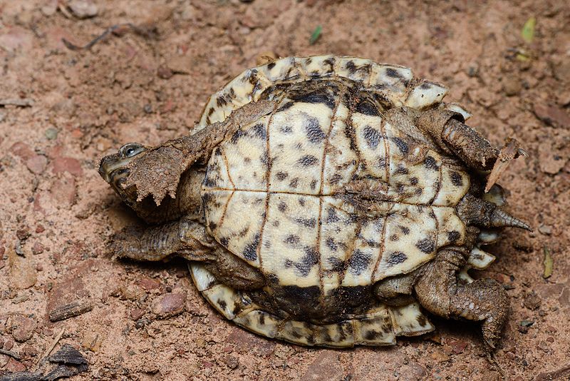  p>亚洲巨龟(学名: i>heosemys grandis /i>)是地龟科,东方龟属动物.