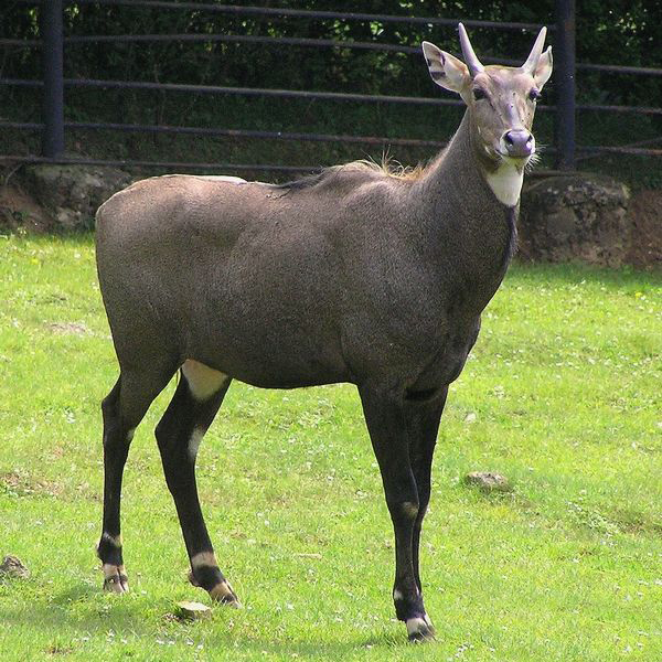  p>大蓝羚(学名: i>boselaphus tragocamelus /i>):是偶蹄目,牛科,蓝