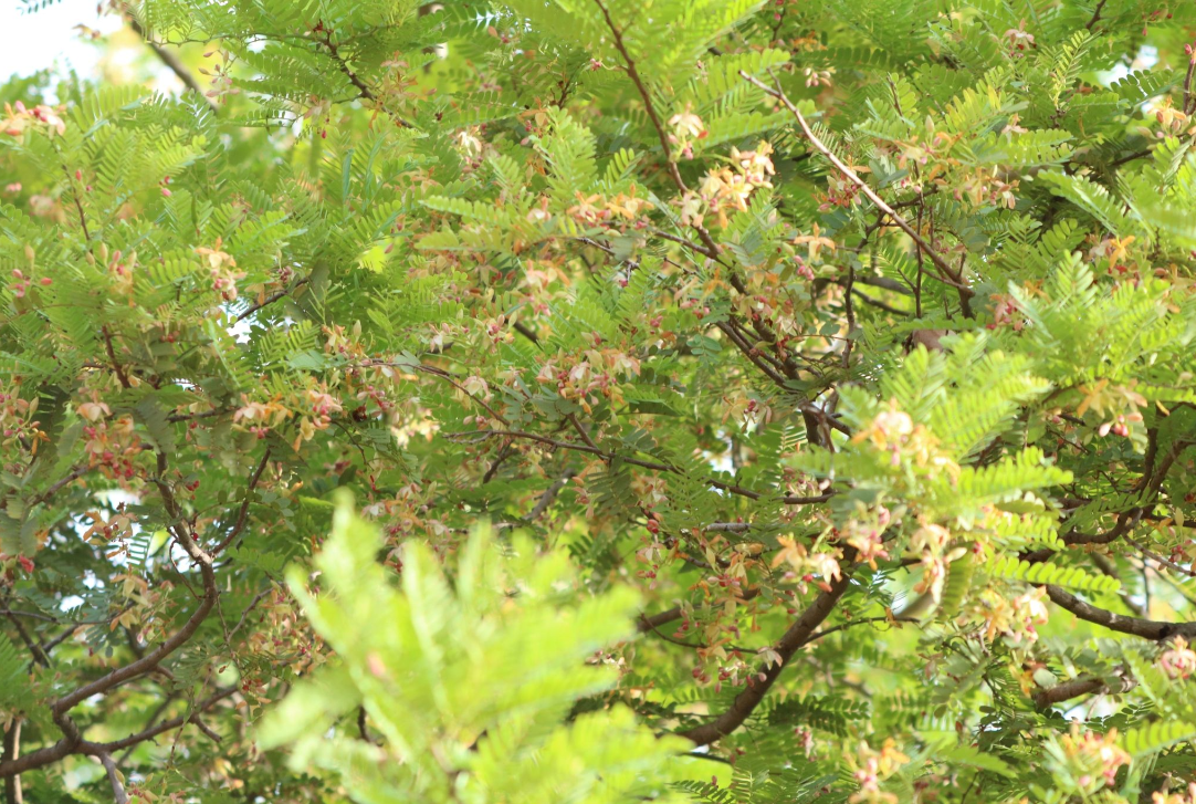  p>酸豆(学名: i>tamarindus indica   /i> l.)是豆科,酸豆属植物.