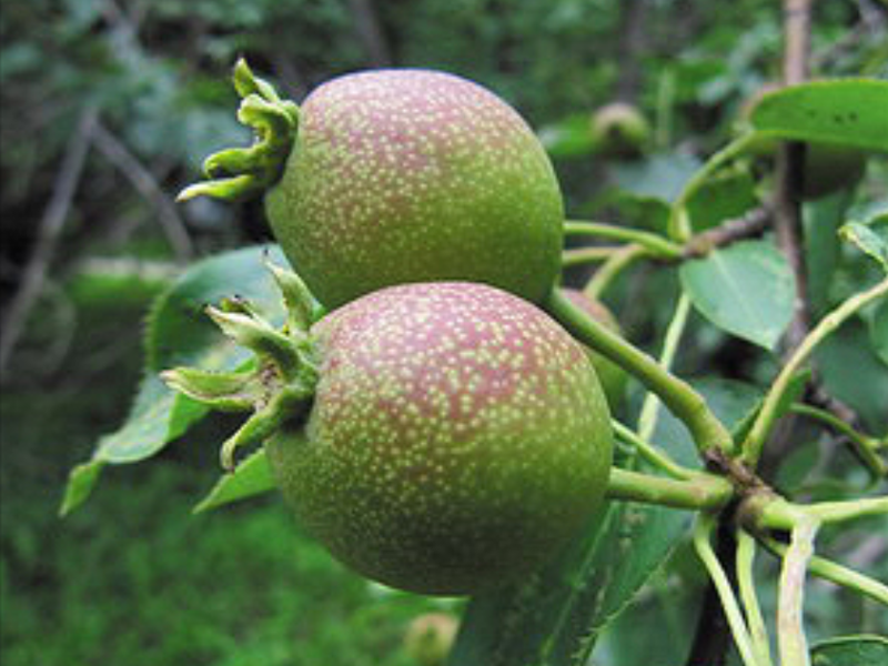  p>梨属(学名: i>pyrus /i> l.