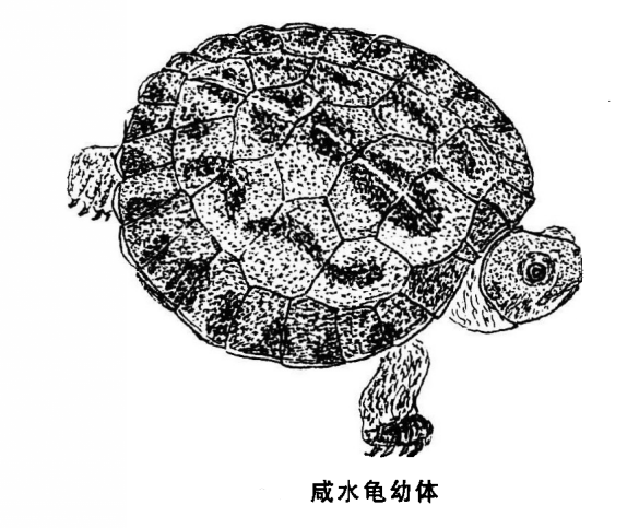  p>咸水龟(学名: i>batagur borneoensis /i>)是淡水龟科,咸水龟属的