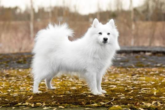 银狐犬（原产于日本的独立犬种）_百度百科