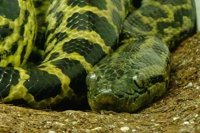  p>真蛇下目是 a target="_blank" href="/ite