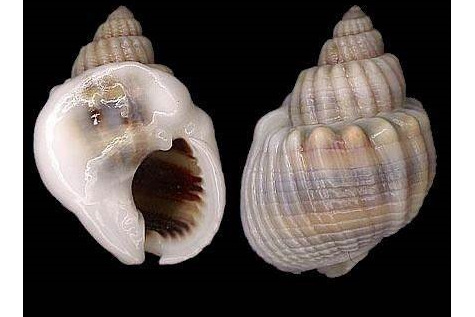 非洲花冠织纹螺
