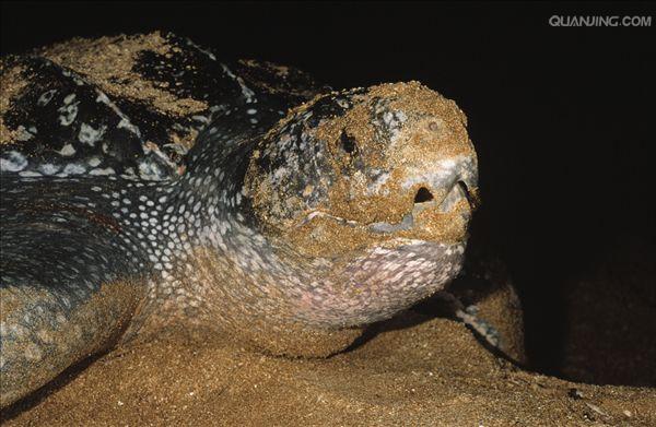  p>棱皮龟(学名: i>dermochelys coriacea /i>),属棱皮龟科,棱皮龟属